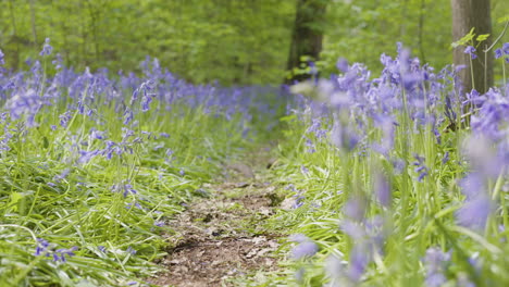 Bluebell Pathway in a Forest