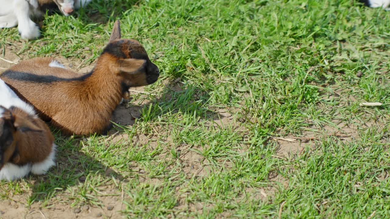 Dwarf goats lie on ground and rest together in shade at animal petting zoo