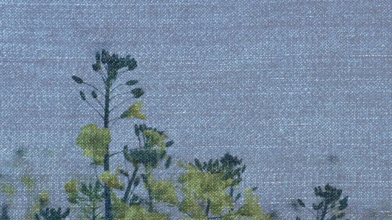 animación de la textura de la tela sobre las flores del campo