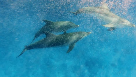 a group of bottlenose dolphins swimming in crystal clear oceans