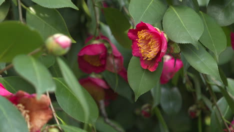 close-up of red camellia flowers