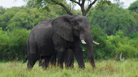 giant elephants on natural habitat in moremi game reserve in botswana