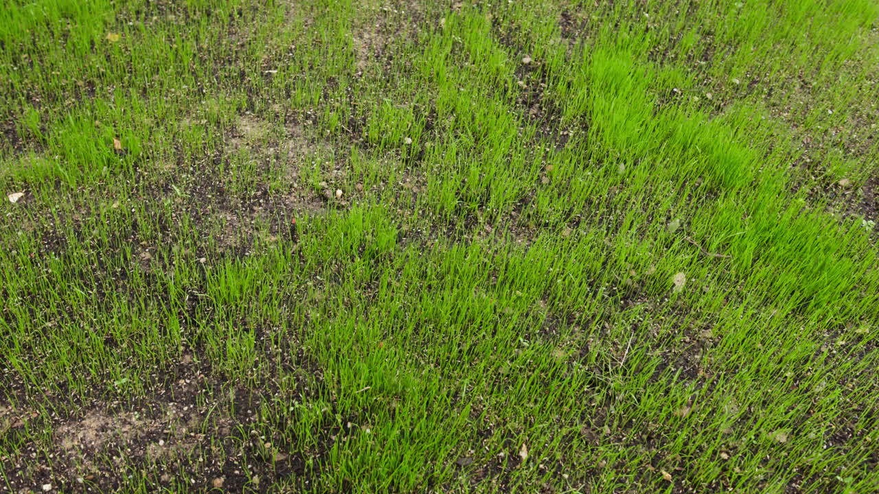 Handheld parallax shot of growing grass. Some seeds did not grow, soil showing.