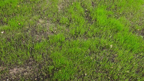 handheld parallax shot of growing grass. some seeds did not grow, soil showing.