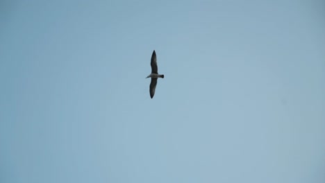 seagull in flight