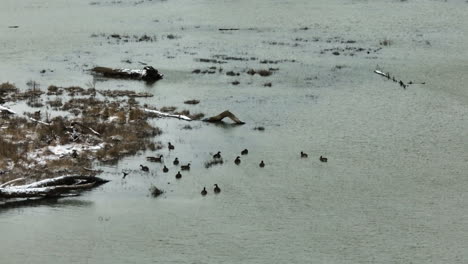 Ducks-In-Shallow-Waters-By-The-Lakeside-In-Lake-Sequoyah,-Arkansas