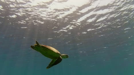 Hawksbill-Turtle-suspended-it-the-aqua-blue-ocean,-moving-graciously-in-the-crystal-clear-water-with-beams-of-sun-rays-illuminating-the-animal-as-it-swims