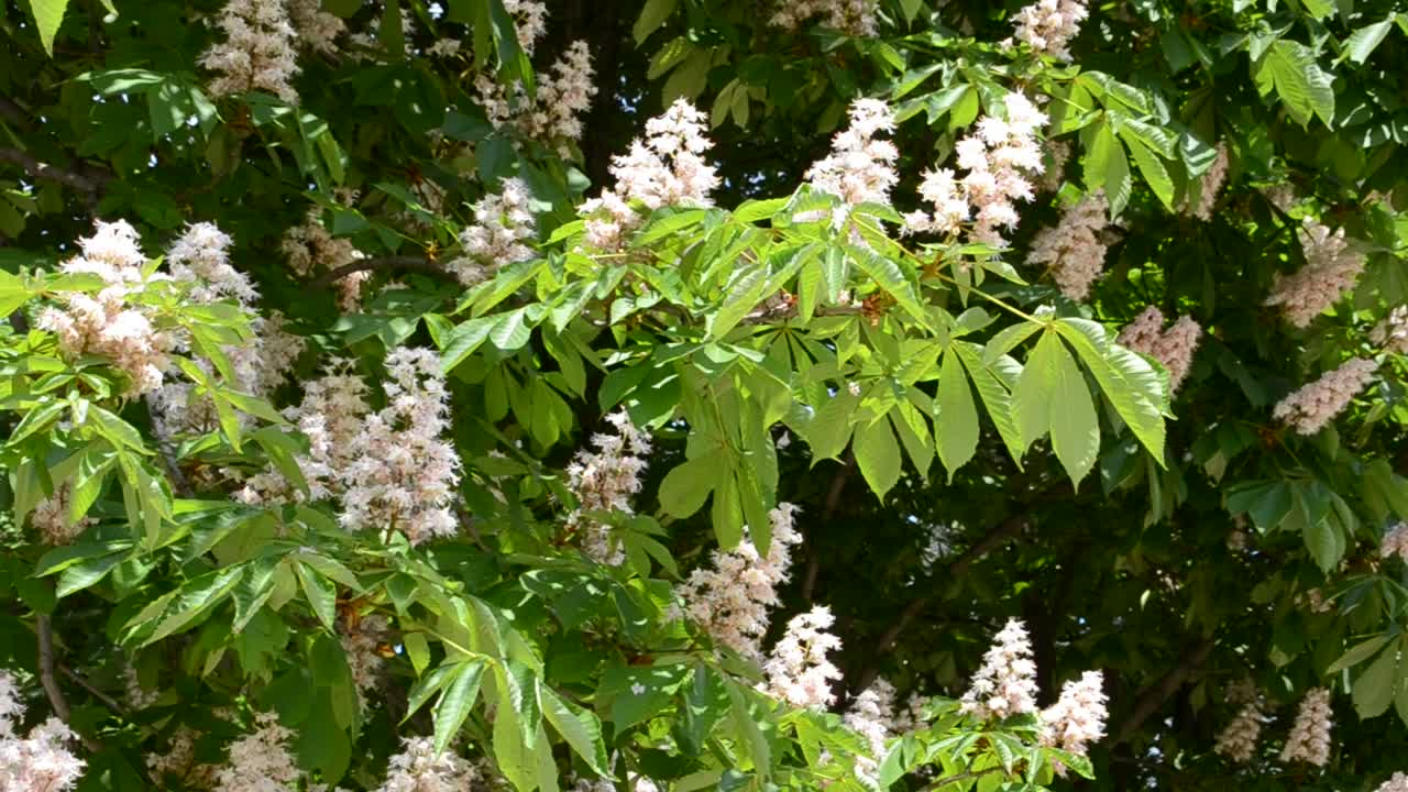fiore di castagno