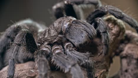 tarantula resting on snag