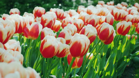 red and white tulip flower bed