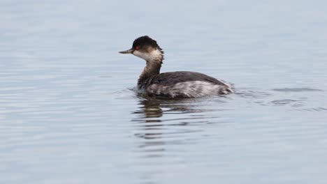 eared grebe, podiceps nigricollis