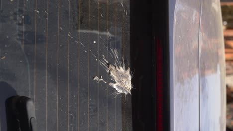 Bird Droppings on Car Window