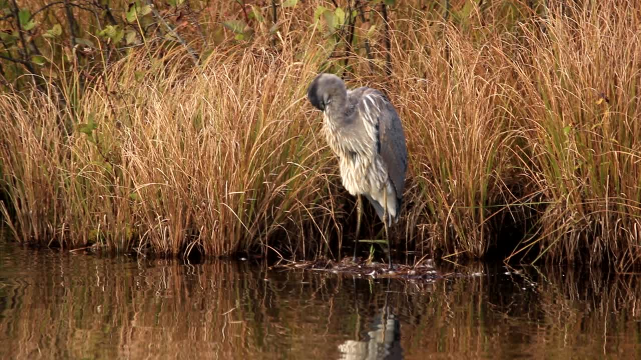 una gran garza azul limpia sus plumas en la orilla de un lago tranquilo en quebec