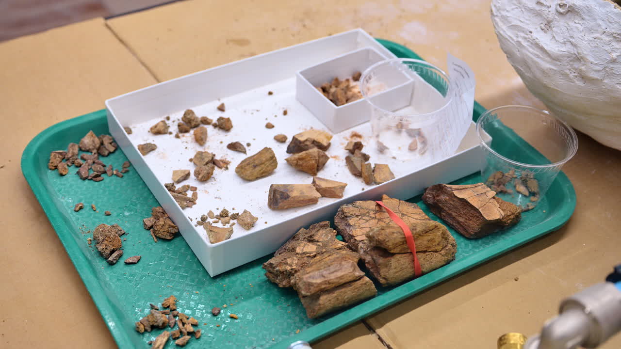 Close up of fossilized bone fragments on laboratory tray. Macro view of prehistoric bone shards and debris being sorted on a green plastic tray in a research lab
