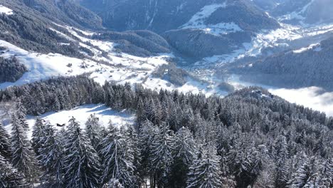 picturesque alpine landscape with coniferous forest growing on snowy mountain slope