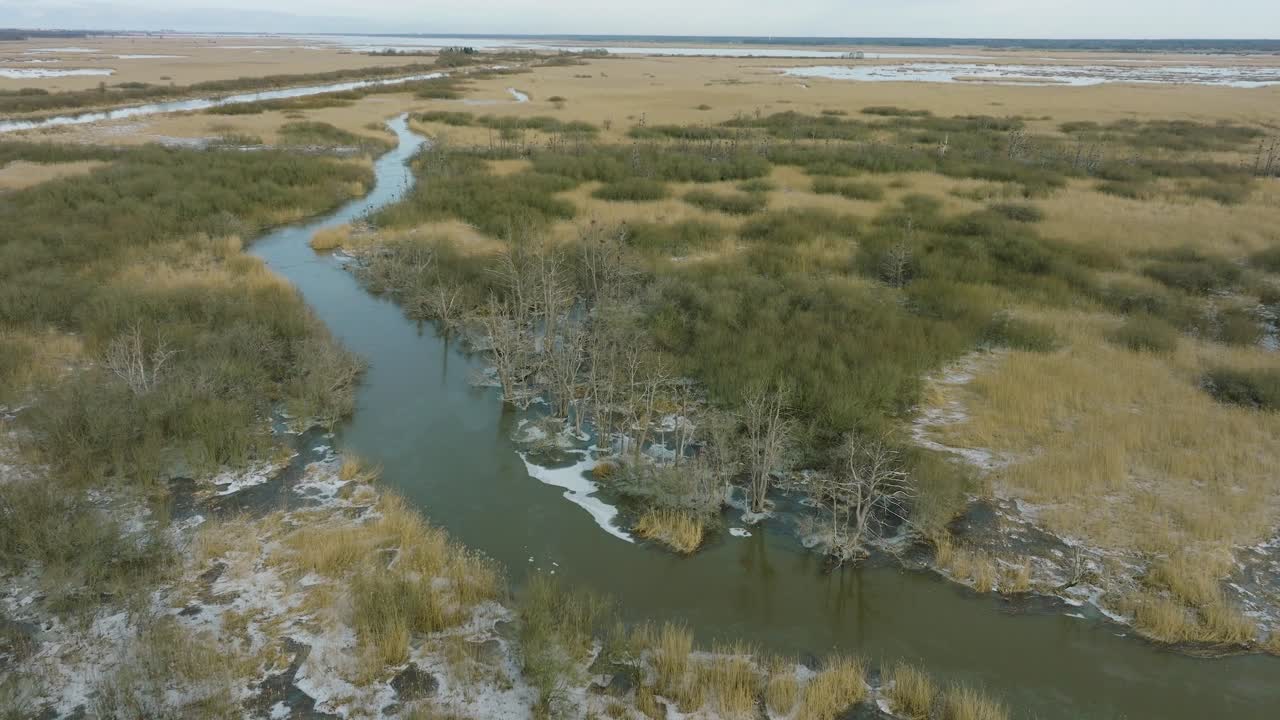 Aerial establishing view of empty Great Cormorant , sunny winter day, dead trees, Barta river, wide drone shot moving forward, tilt down