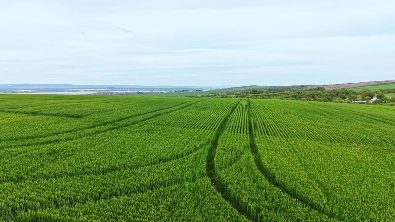 Wheat field shows tall green plants spread across land under cloudy sky with faint hills in background during daytime