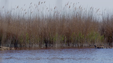 Wide-shot-of-Greylag-Goose-family-swimming-in-a-lake