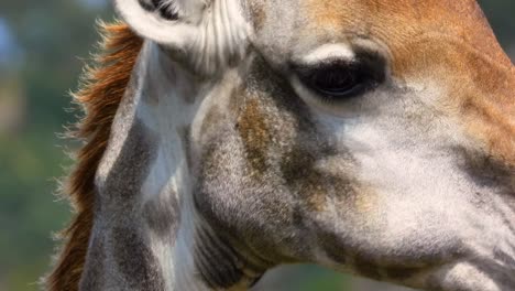 Close-Up-Shot-Of-South-African-Giraffe-Eating