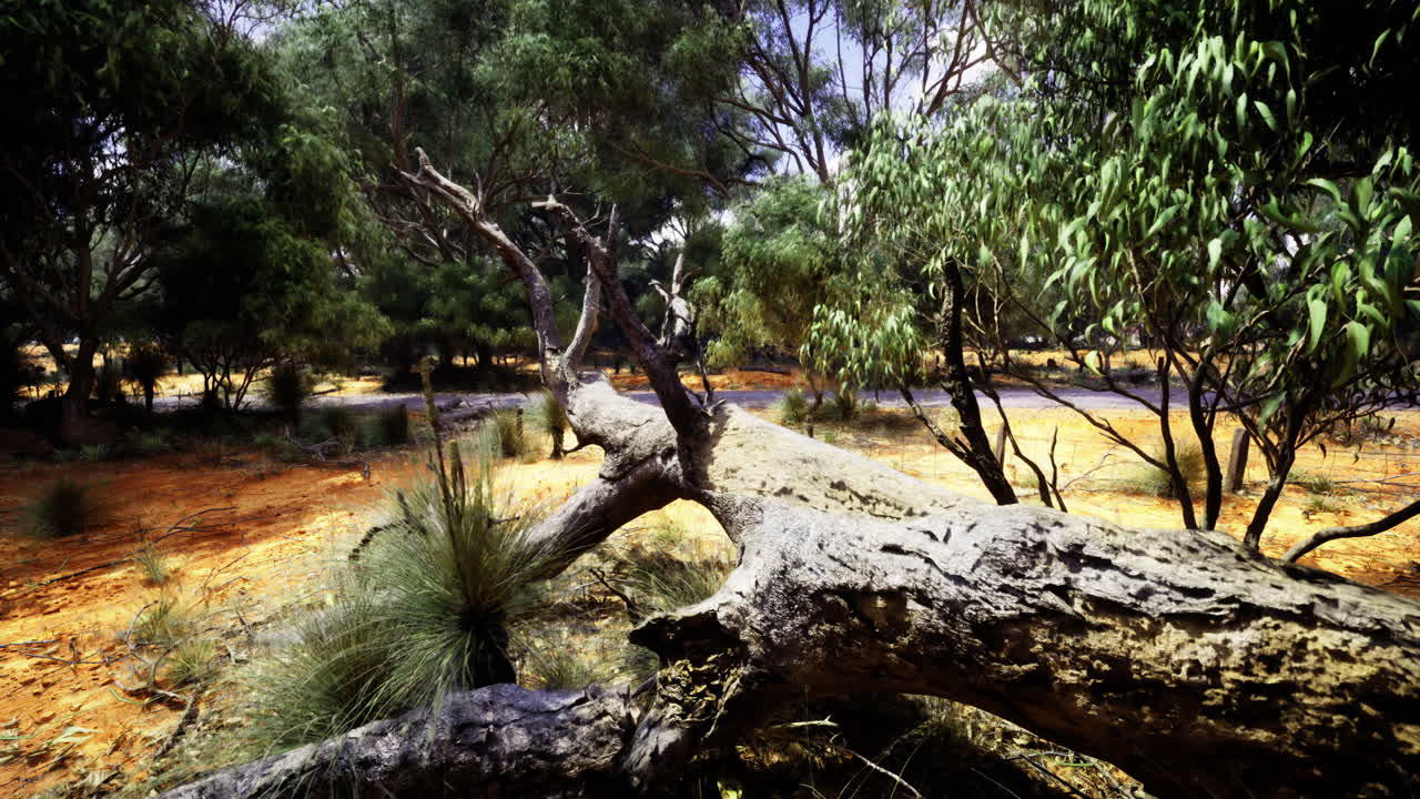 Sunlight filters through trees onto fallen log in serene forest setting