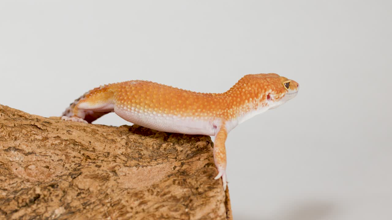 Macro fotografia statica di un geco leopardo arancione appoggiato su una corteccia con illuminazione da studio