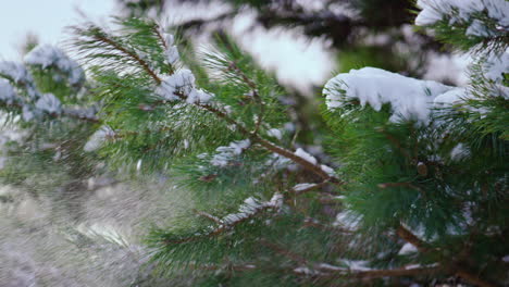 Spruce branch shaking off white snow close up. Snow-covered fir tree in forest.