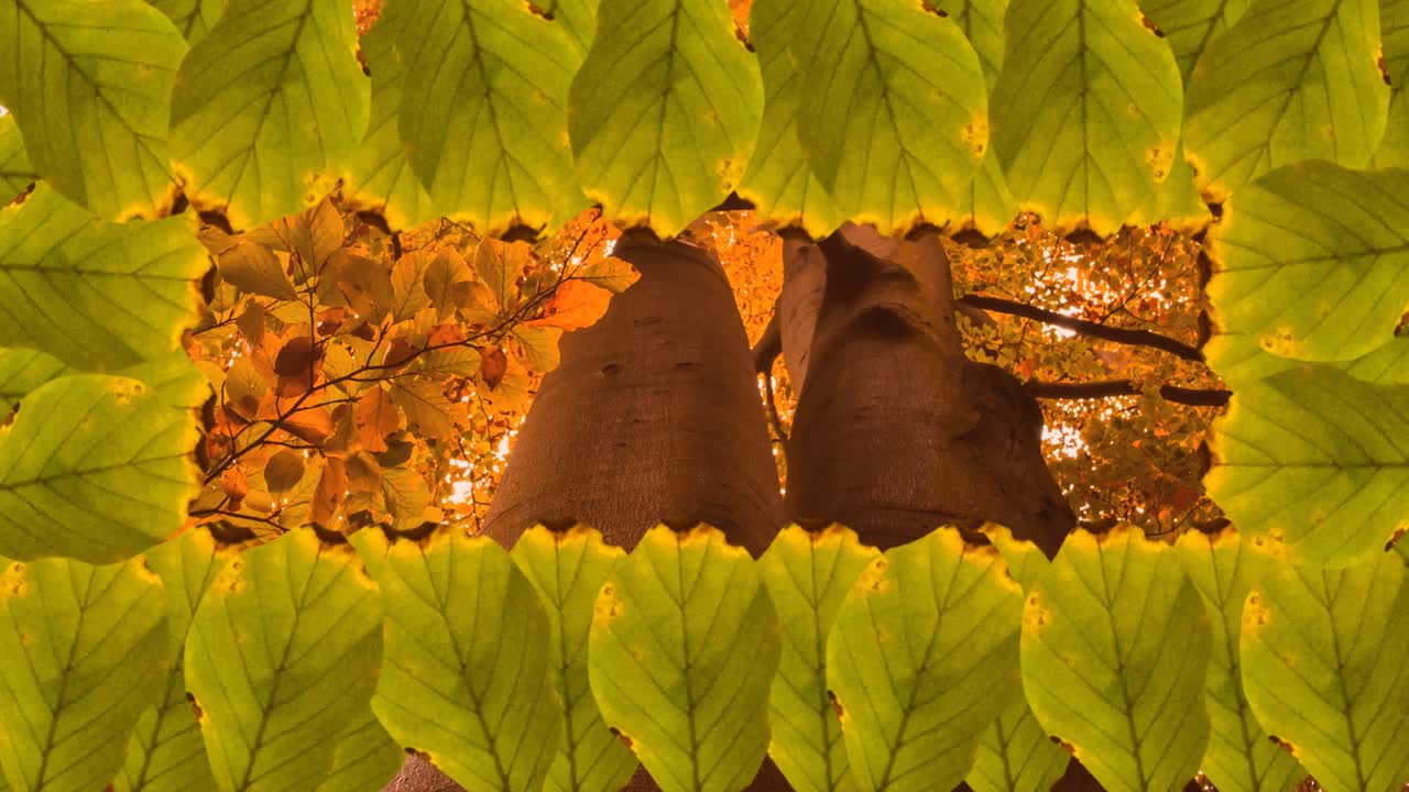 Animazione di cornice di foglie autunnali su sfondo di foresta autunnale