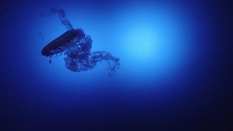 slow motion of a jelly fish swimming in an aquarium