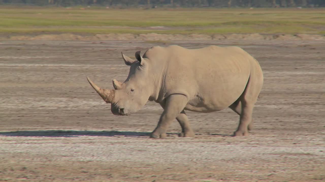 진흙 투성이의 평야에 코뿔소
