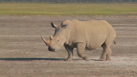 A-rhino-on-a-muddy-plain-