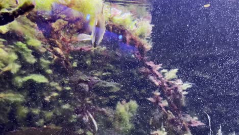 snipefish-the-macroramphosus-snipefish-swims-in-the-mediterranean-sea-on-algae-and-stones