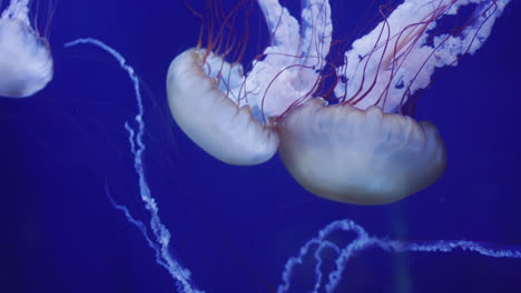 dos medusas nadan lentamente en las profundidades del agua sobre un fondo azul oscuro.