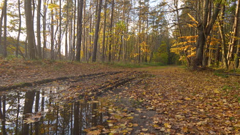 Herbstblätter-Im-Boden-Mit-Pfütze-Im-Wald