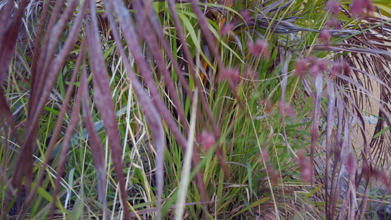 follaje pesado en el patio trasero de la casa de mi madre