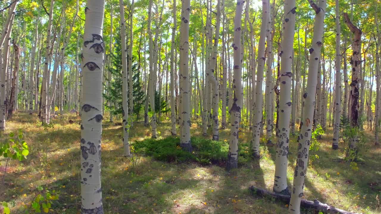 Mt Shavano ground level woods campground trailhead Kebler Pass Crested Butte Paonia dense tall mature Aspen Tree forest Colorado aerial drone ground level early morning sun fall autumn upwards motion