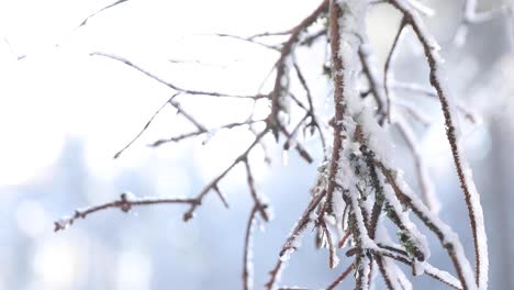 close up snowy branch in forest