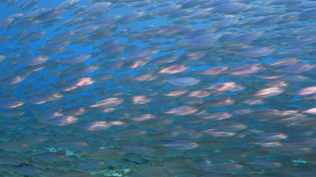 쿠라카오 주변의 카리브 해의 산호초에서 먹이 공