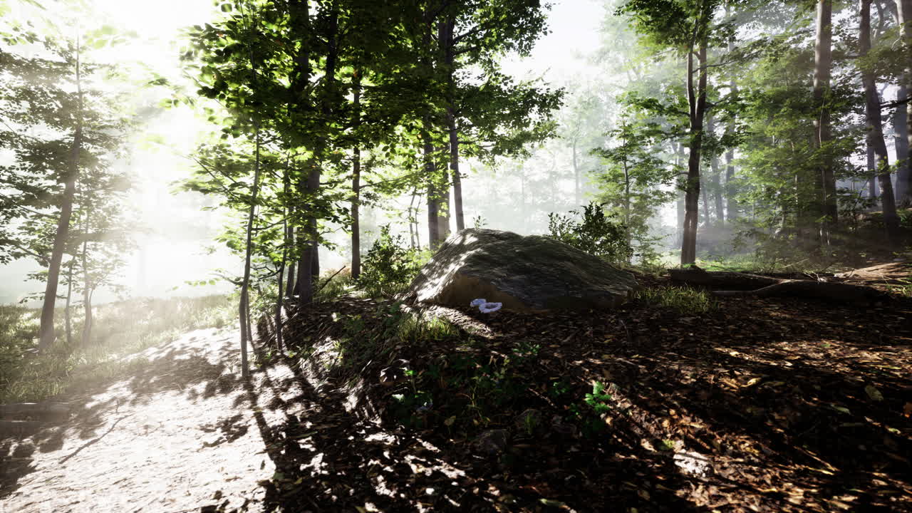 안개가 있는 숲에서 해가 뜨고