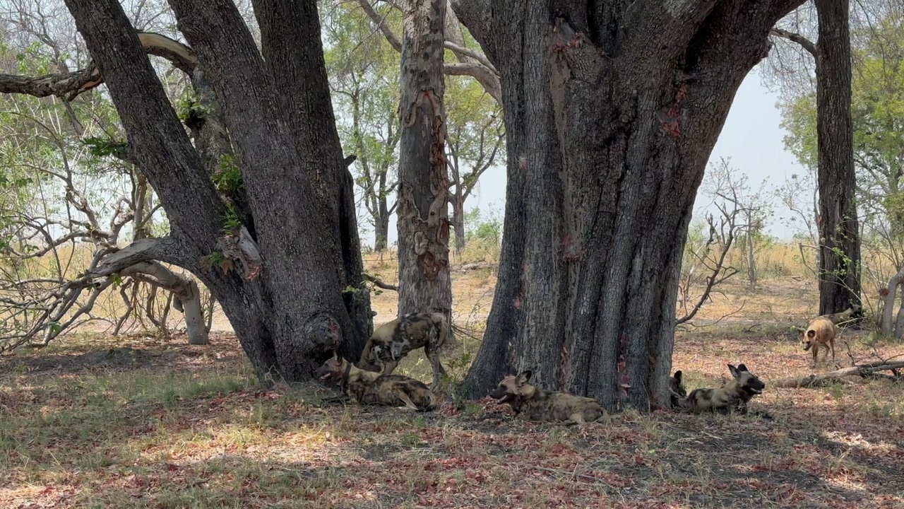 African wild dogs (Lycaon pictus) resting in the shade in Moremi Game Reserve, Botswana.