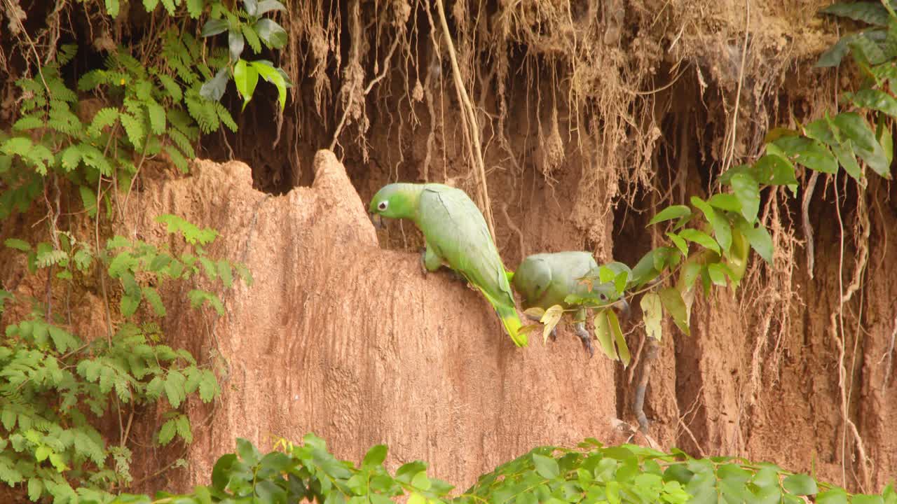 los loros amazónicos llenos de harina aterrizan en un lecho de arcilla junto al amazonas y comen arcilla para suplementos minerales en chuncho.