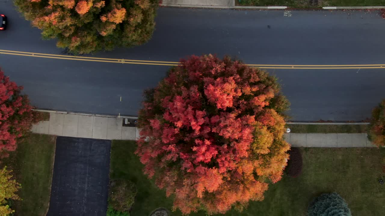 toma aérea de drones de arriba hacia abajo, calle residencial durante el viaje nocturno, hermoso follaje otoñal en otoño, árboles coloridos, locus, arce