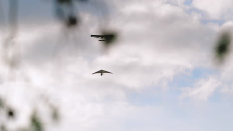 airplane tows hang glider gaining altitude in clouds, tandem hang gliding