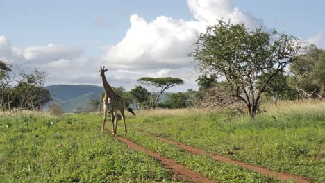 jirafa bebé caminando lentamente en los exuberantes matorrales de sudáfrica, tiro amplio