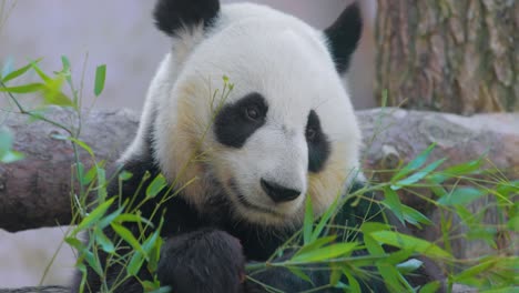 Giant-panda-(Ailuropoda-melanoleuca)-also-known-as-the-panda-bear-or-simply-the-panda,-is-a-bear-native-to-south-central-China.