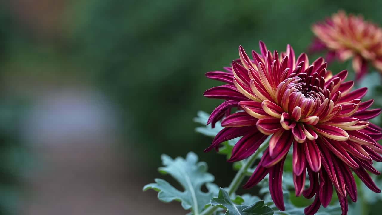 Close-up video shot of a vibrant chrysanthemum in a garden