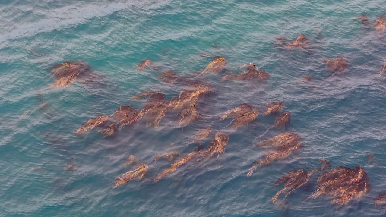 Aerial view of a kelp forest swaying beneath the ocean surface off the coast of Laguna Beach, California, with golden light reflecting across the blue-green water