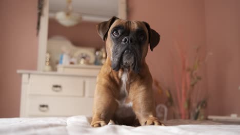 cute boxer dog lying on belly over bed in cozy room