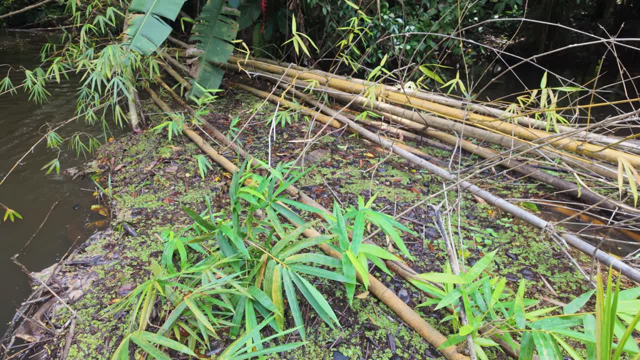 Cá sấu caiman đeo kính con đang nghỉ ngơi trên bờ sông bùn lầy trong rừng mưa nhiệt đới, ẩn mình một phần giữa thảm thực vật tại môi trường sống đất ngập nước Tortuguero, Costa Rica