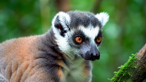 close-up of a lemur displaying captivating features and expressive eyes in a lush green habitat surrounded by nature's beauty
