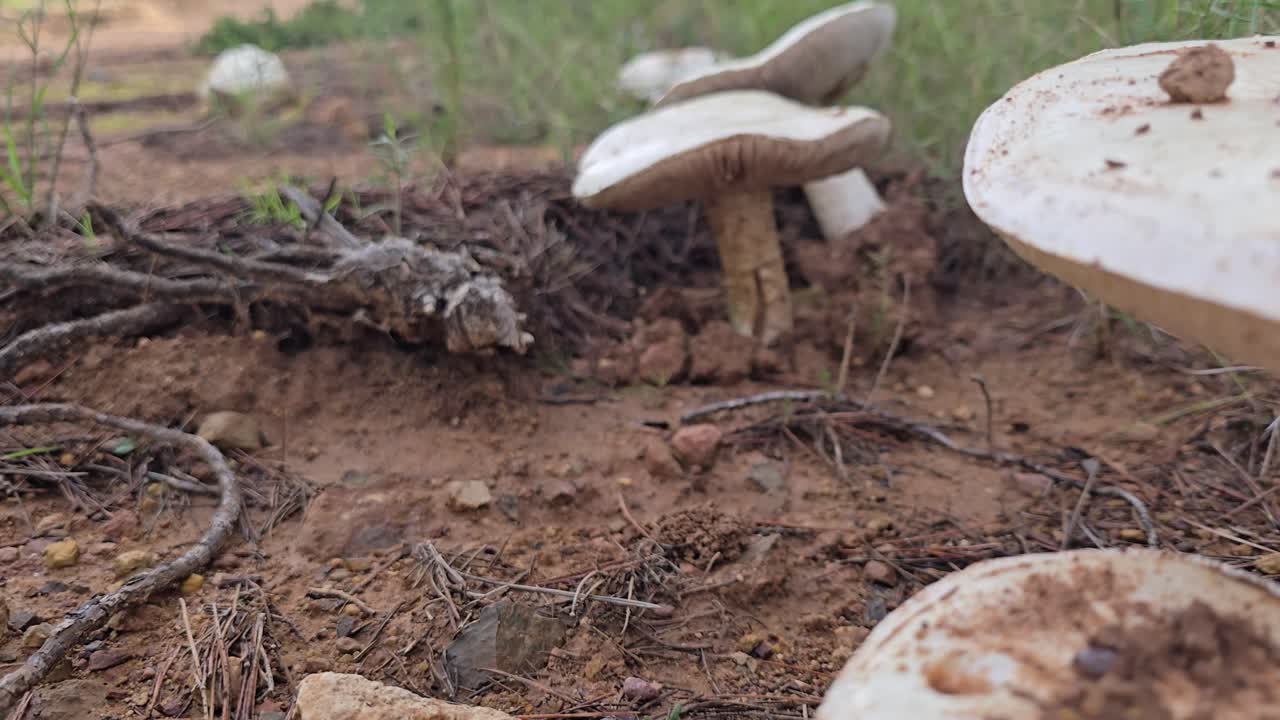 Nærbilde av villsopp som vokser på skogbunnen i naturlig dagslys.